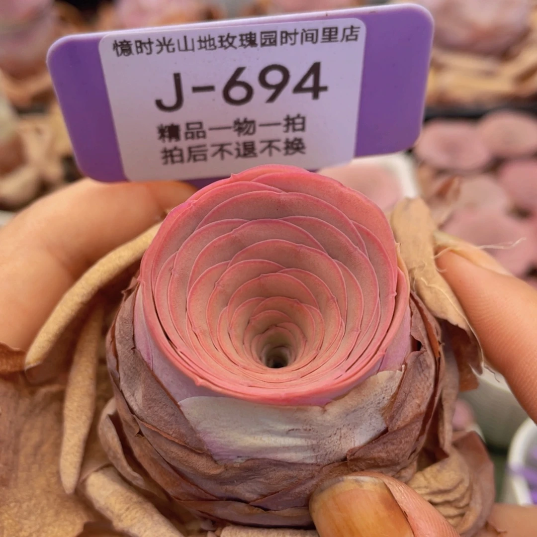 山地玫瑰J694满38包邮裸根发货不售后