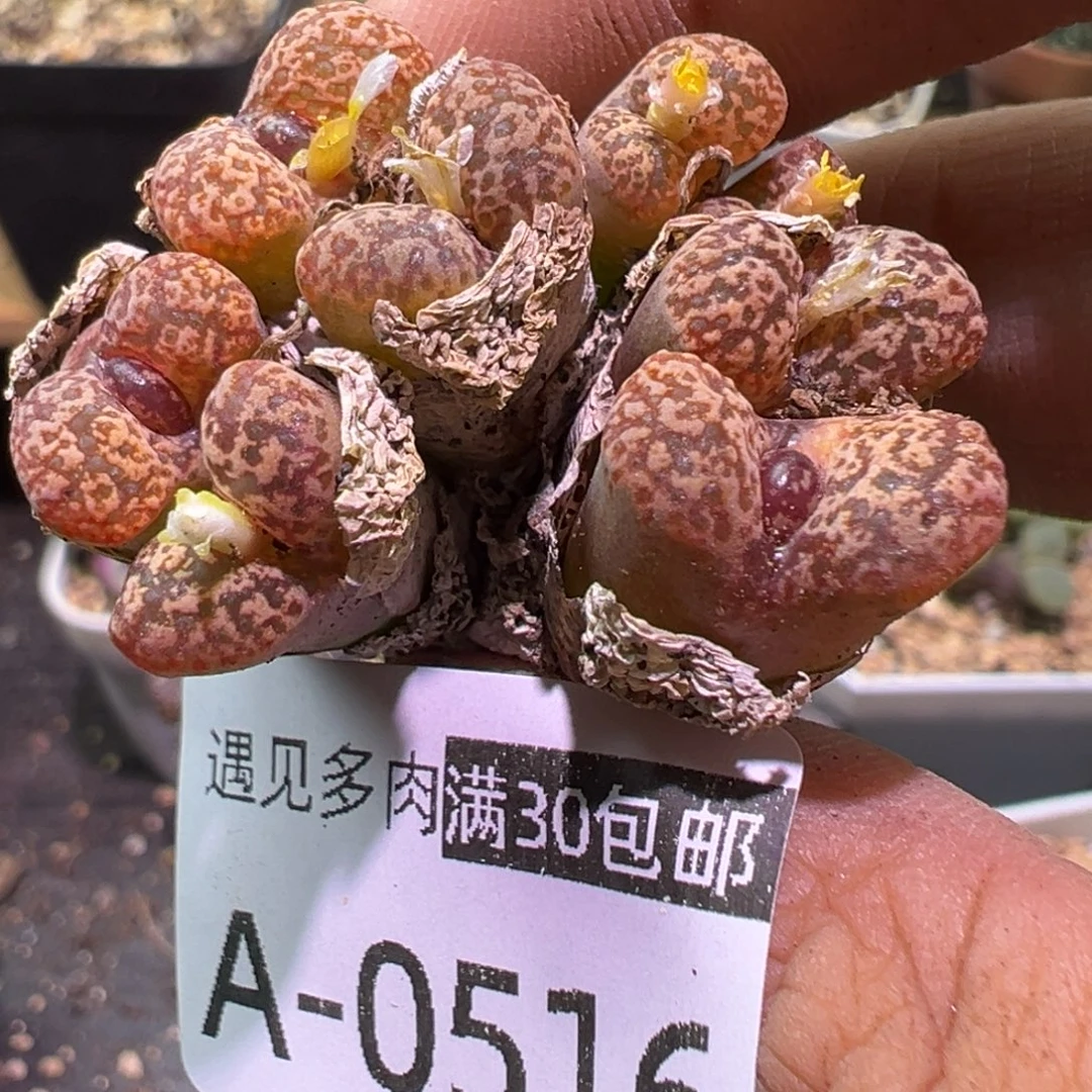 多肉植物1111111111111