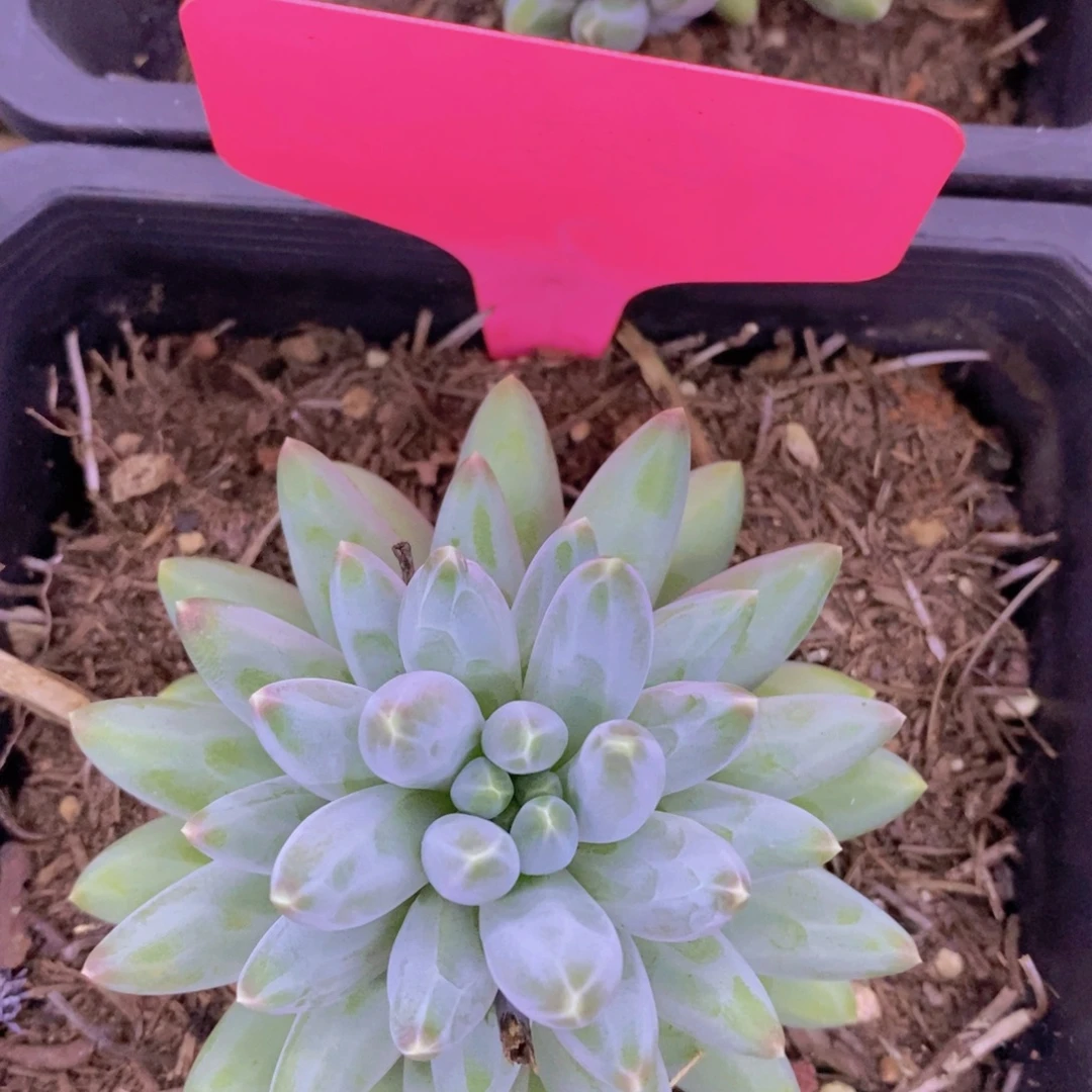 开心多肉，狂欢节，一物一拍