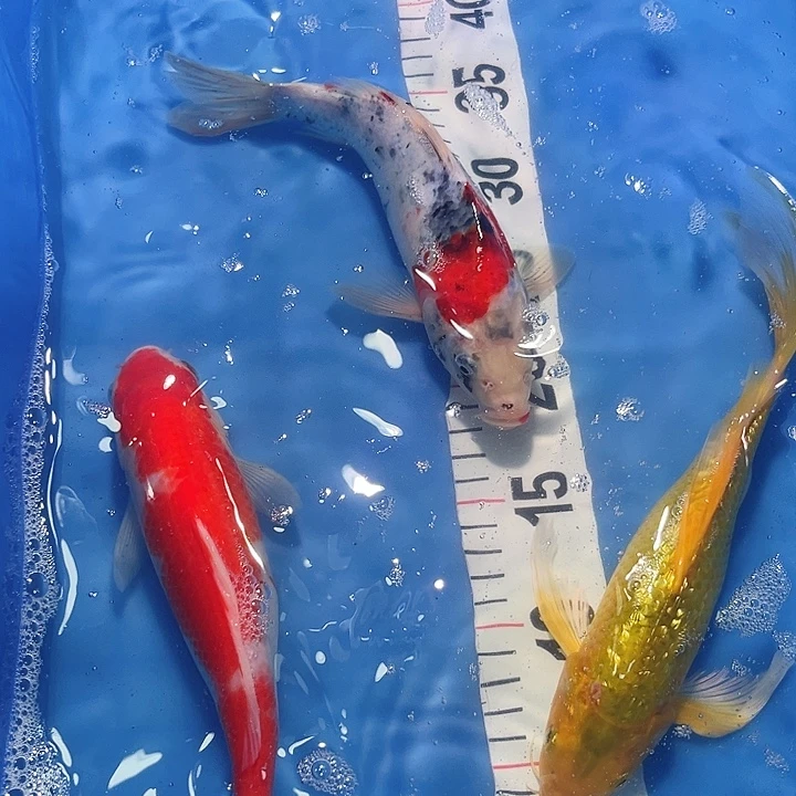 锦鲤锦鲤冷水鱼好养