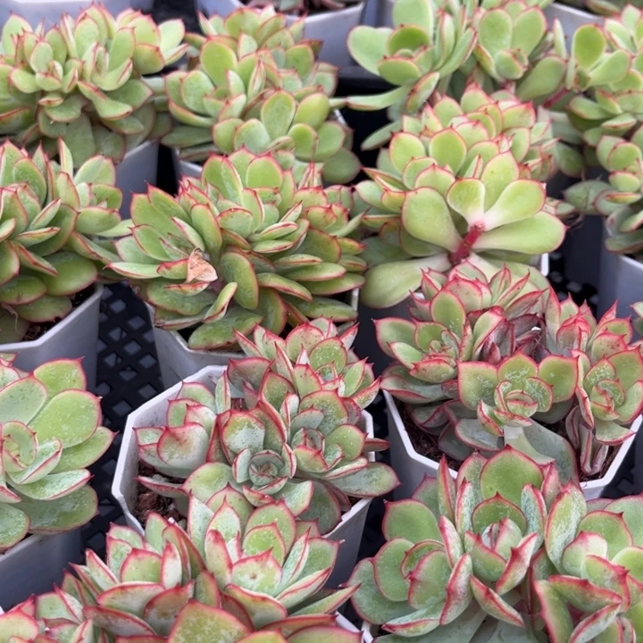 牡丹亭群七方盆一棵随机