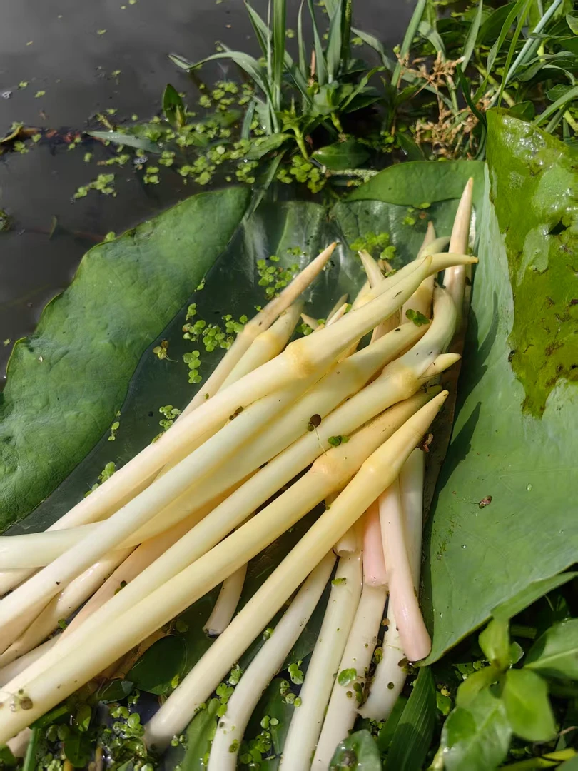 【芳小小家】湖北新鲜藕尖藕带时令生鲜蔬菜藕肠子顺丰包邮