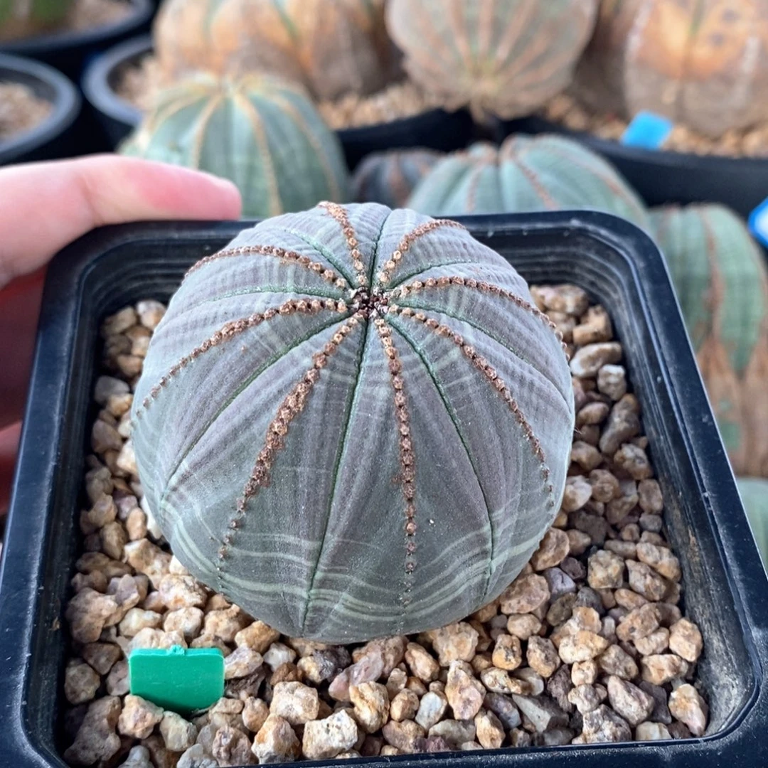 8 欧系实生布纹球多肉植物