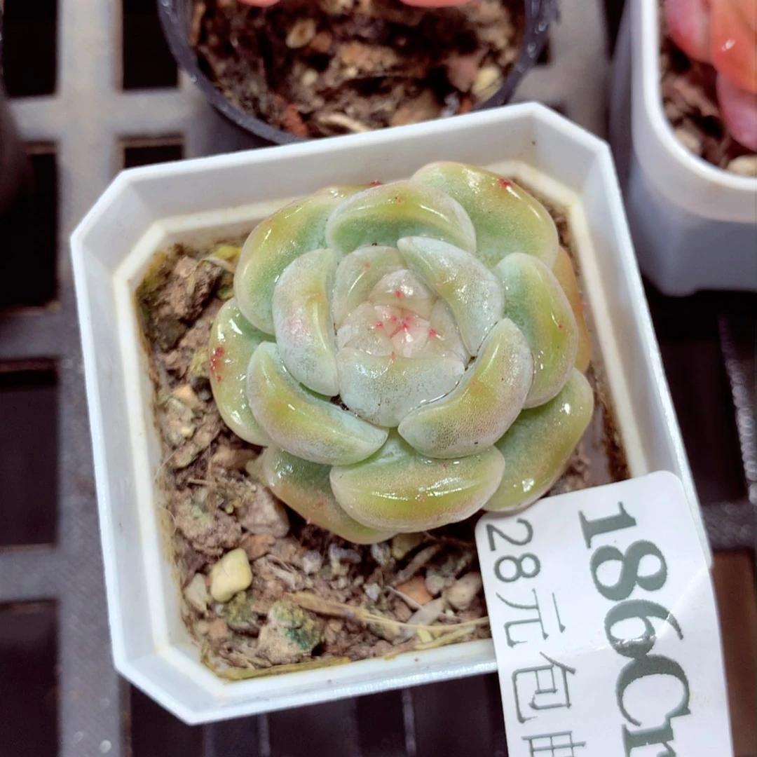 5厘米盆厘米盆精控多肉186