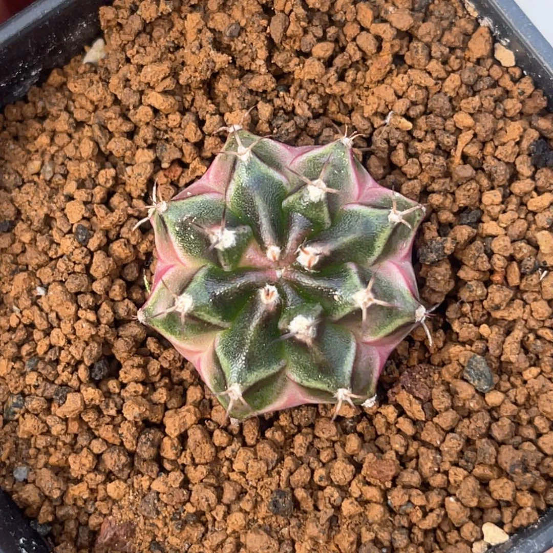 自根臀锦哈哈哈哈哈哈