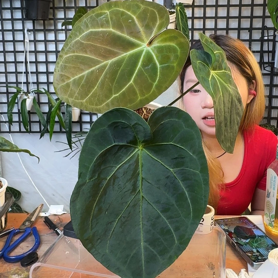 无花朵莹*一物一拍F81