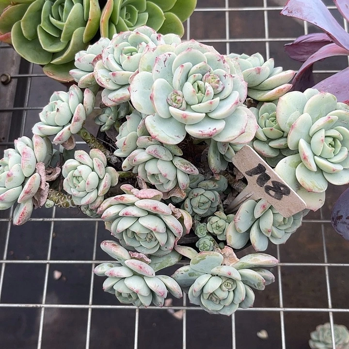 两单包邮，一物一拍118香草