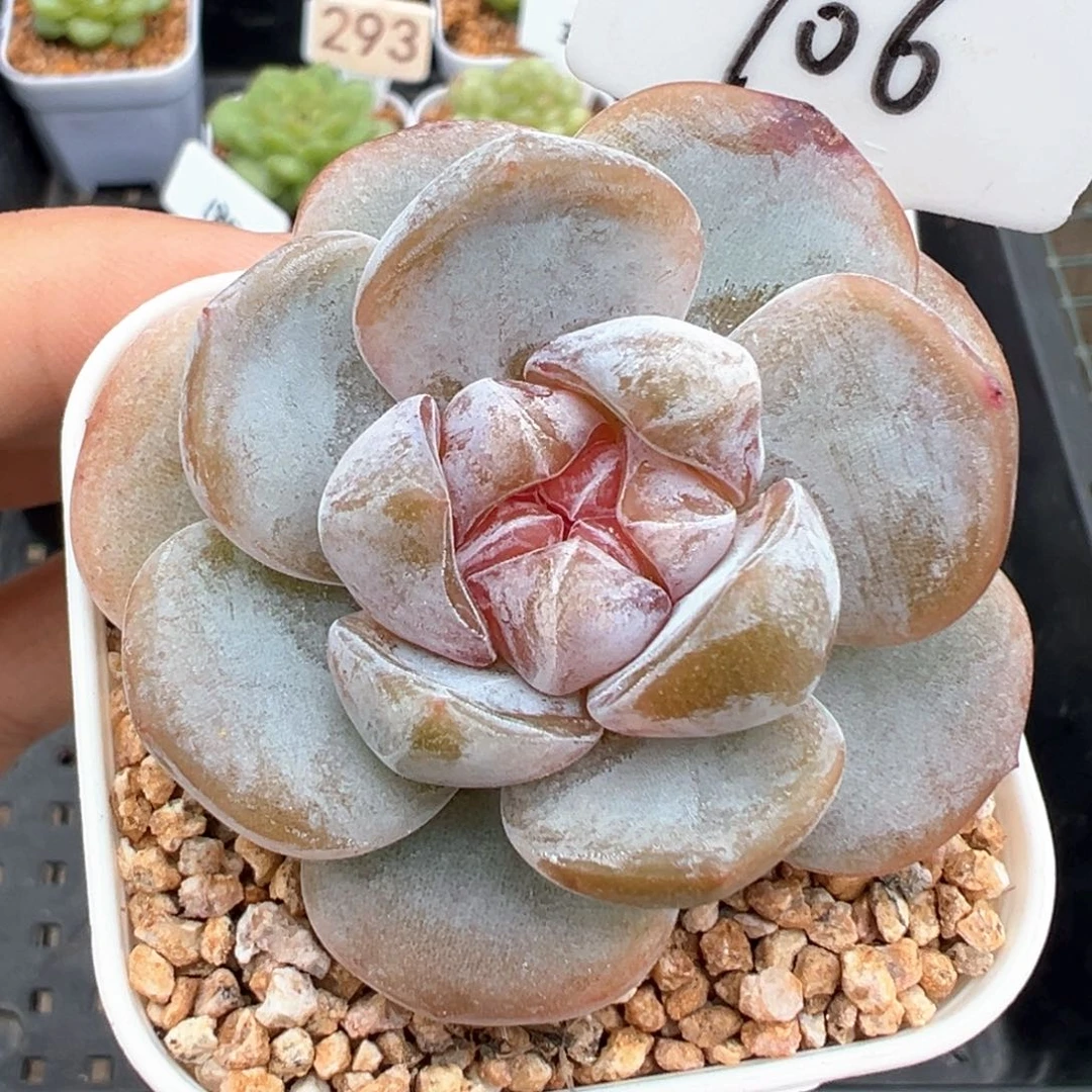 106号雪瓷 晗雨多肉