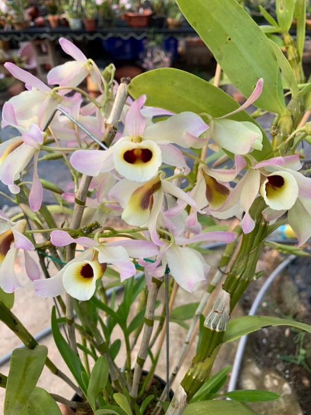 精品石斛兰 直播精选 一物一拍 自助下单