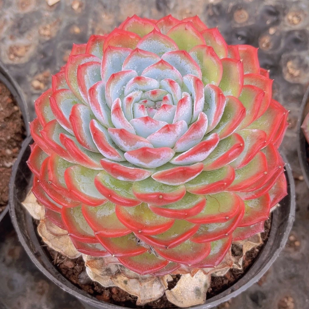 香提卡13.5公分89999999