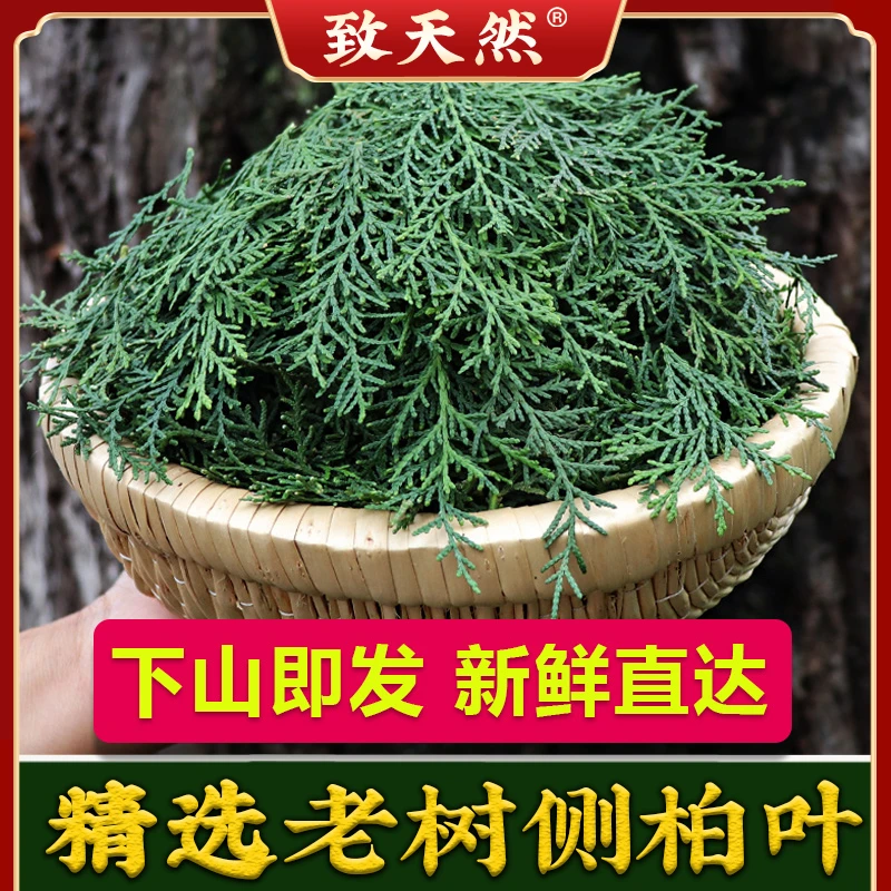 秦岭野生新鲜侧柏叶草本植物原材侧柏秦岭深山当天现发扁柏叶非枣