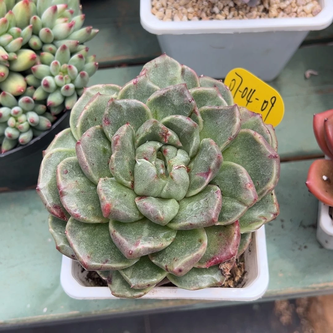 07-04-09小精灵石化多肉植物