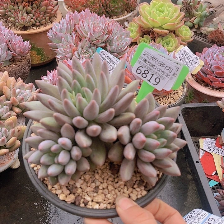 6819红蜻蜓。