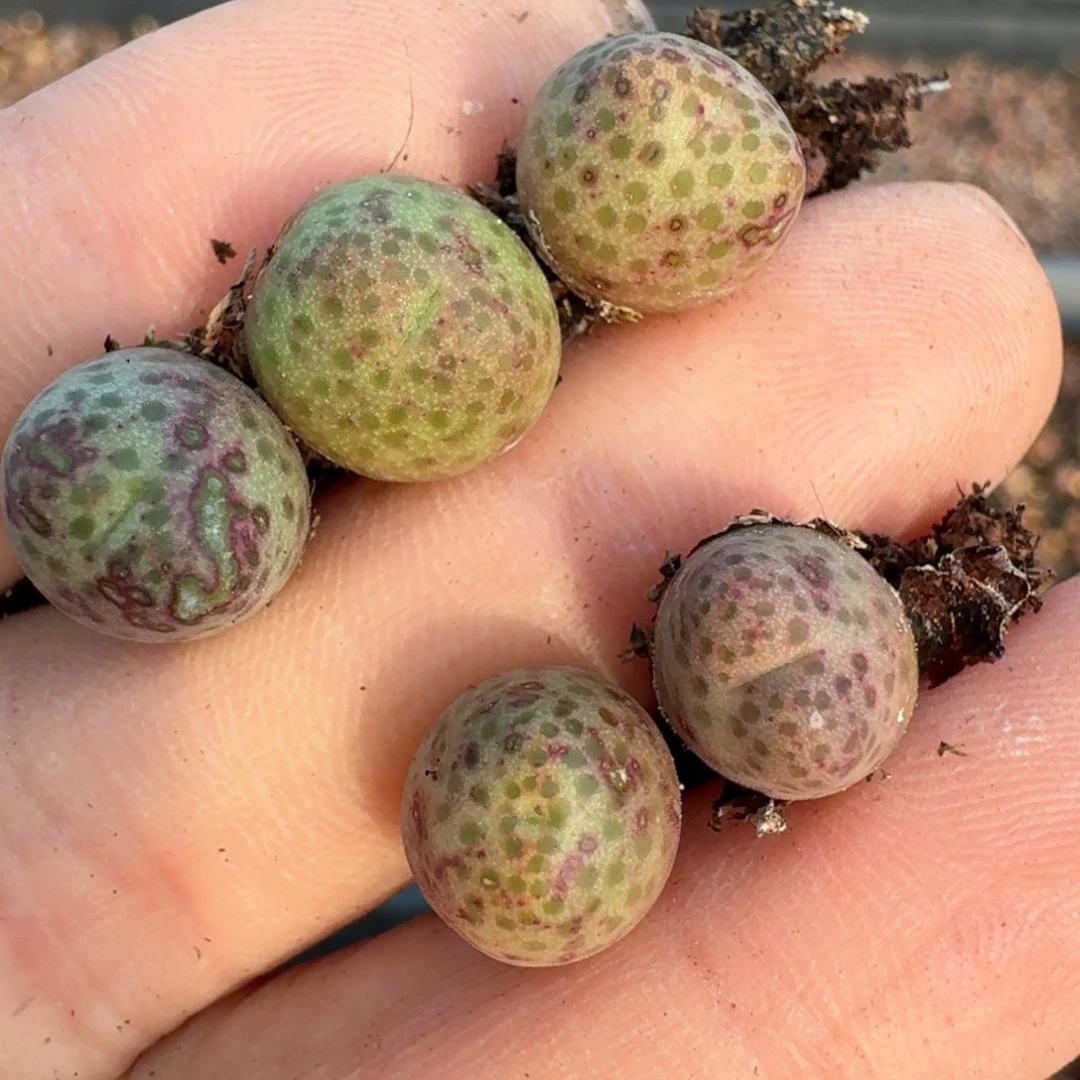 我****实566五颗000000000