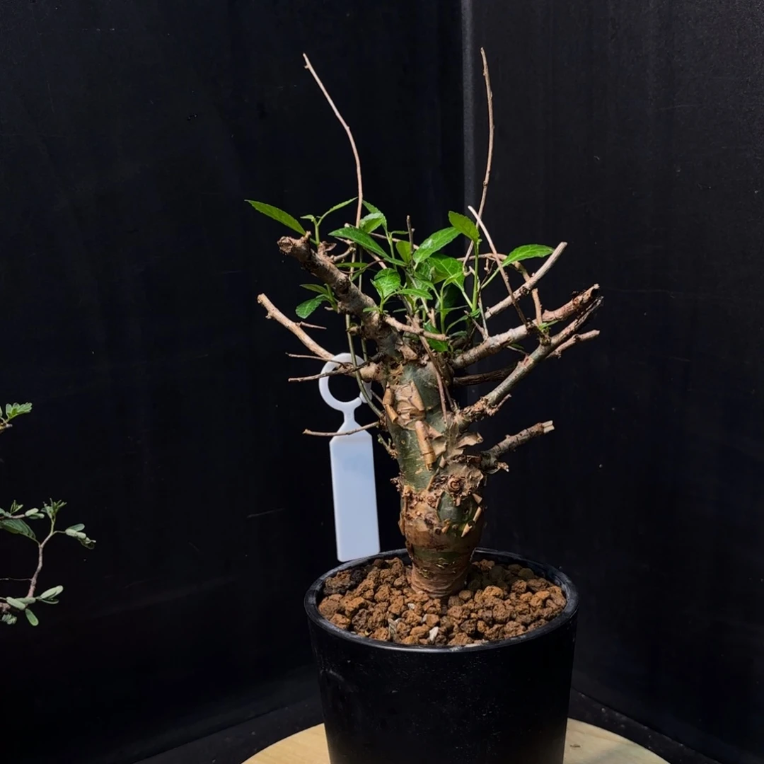 哈比悉尼带盆土f