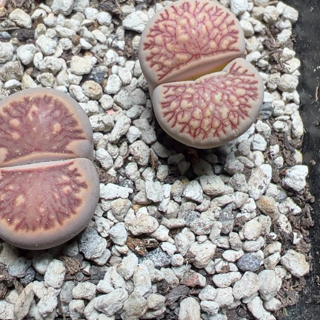 【闪购商品】 314。