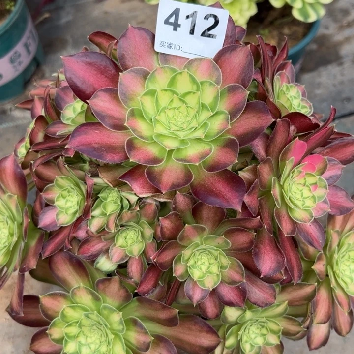 412韶华25厘米左右