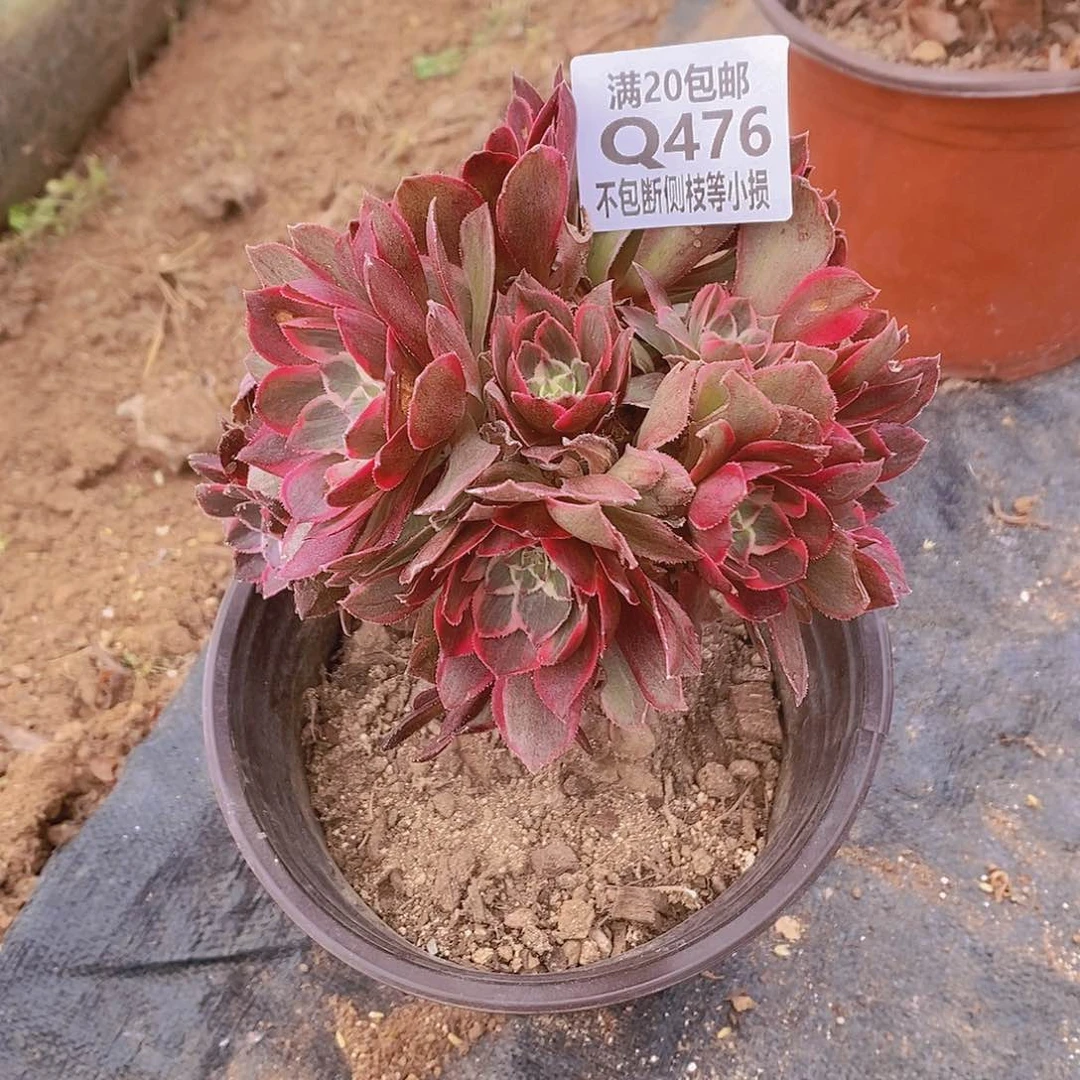 476莲花座多肉法师锦有砍