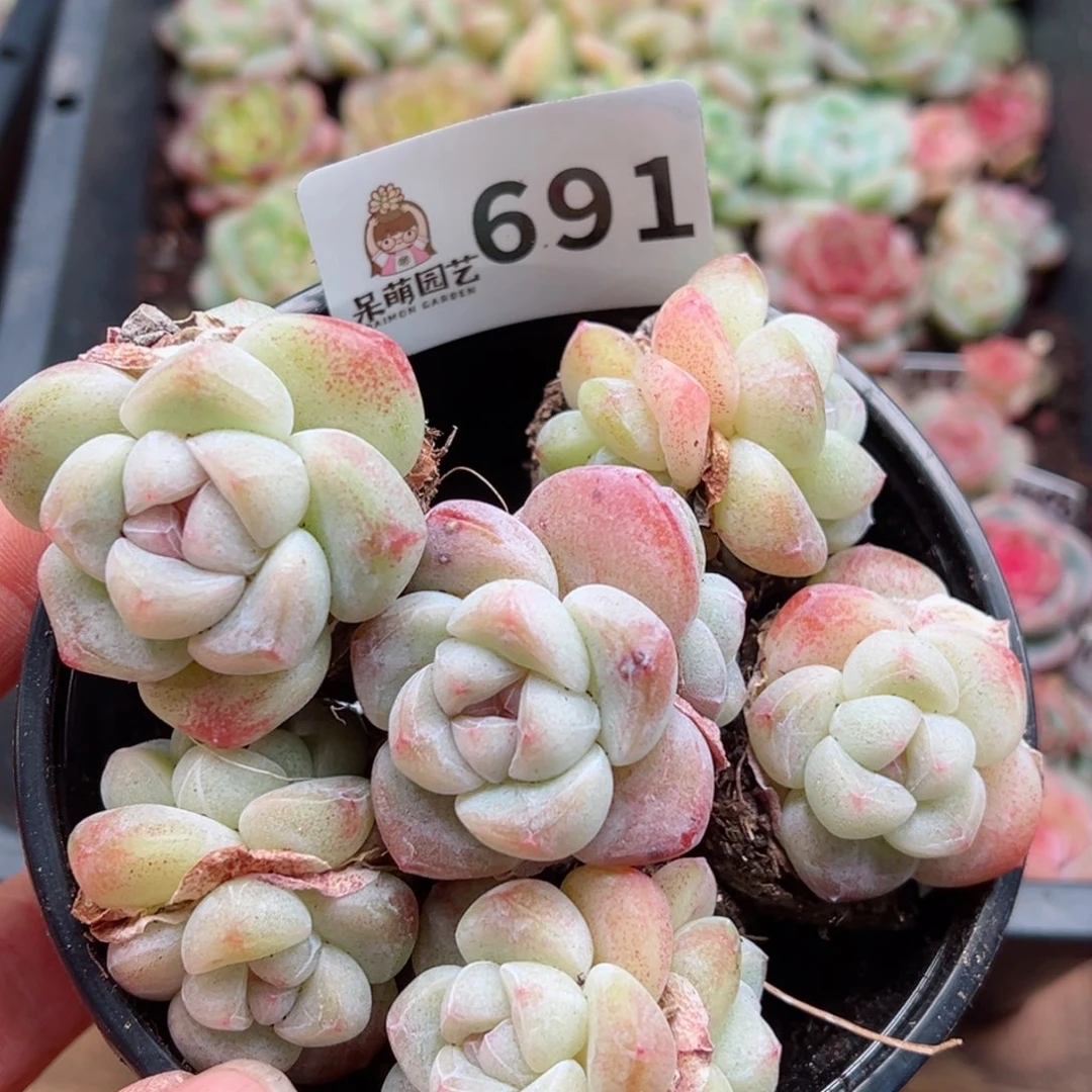 多肉植物多肉植物