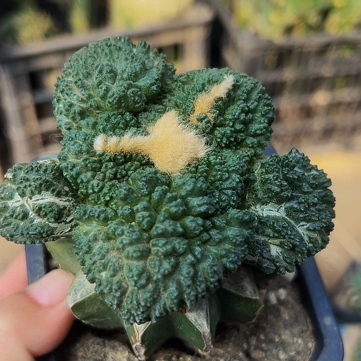 无花朵福利颗粒大尤炸尤哥怒牡丹535