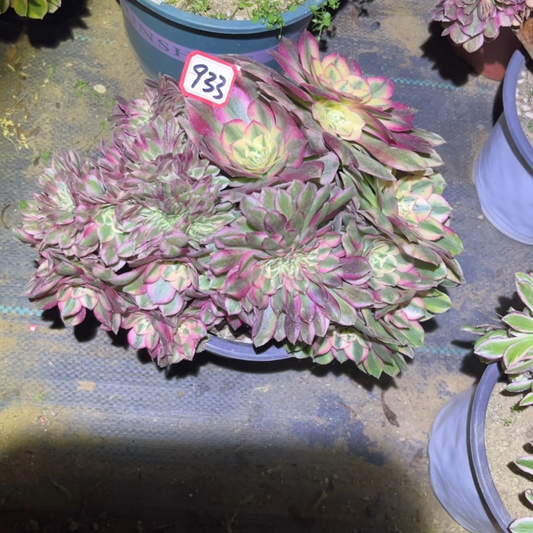 933多肉植物荔枝缀化朵朵