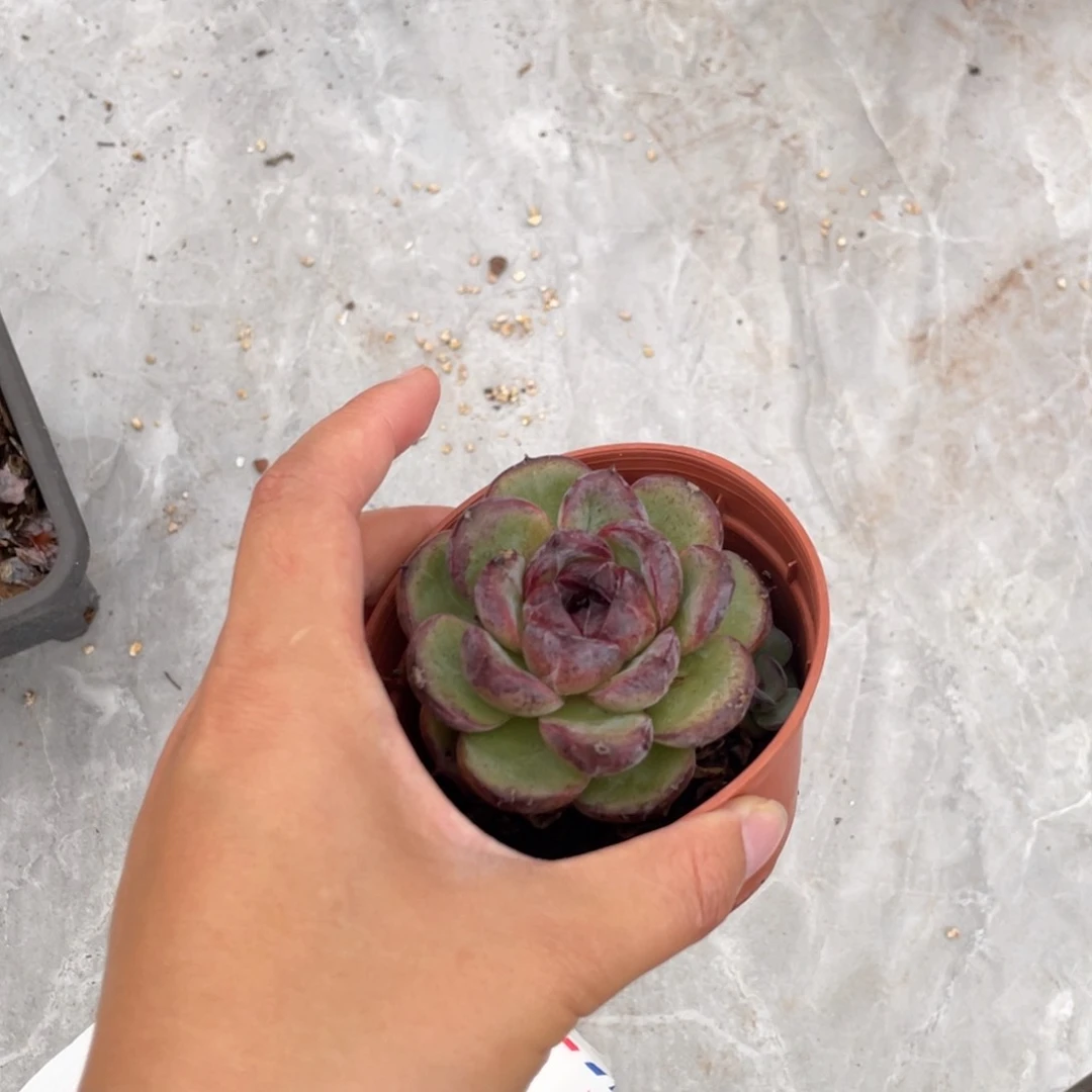…***黑橙单头宝贝专拍
