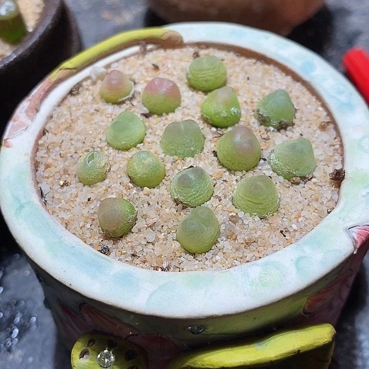 拉登0.6-0.8一颗。