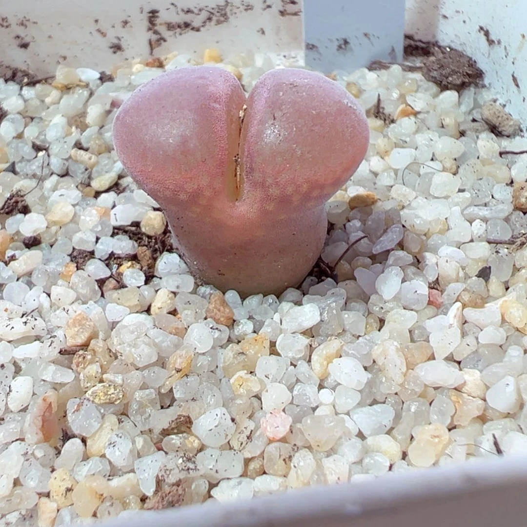 辣****肠207-508多肉多肉