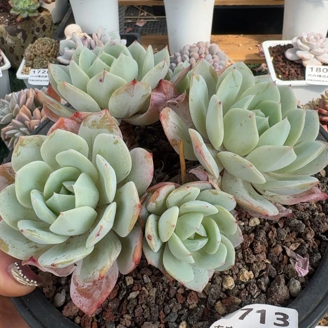 1713一物一拍（满28包邮）