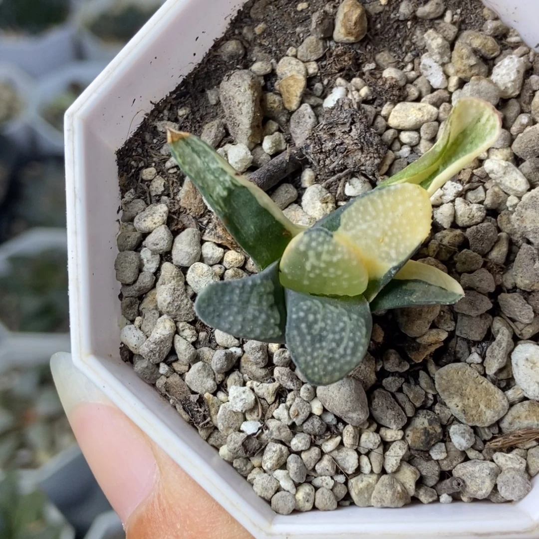 特价点点锦一物一拍