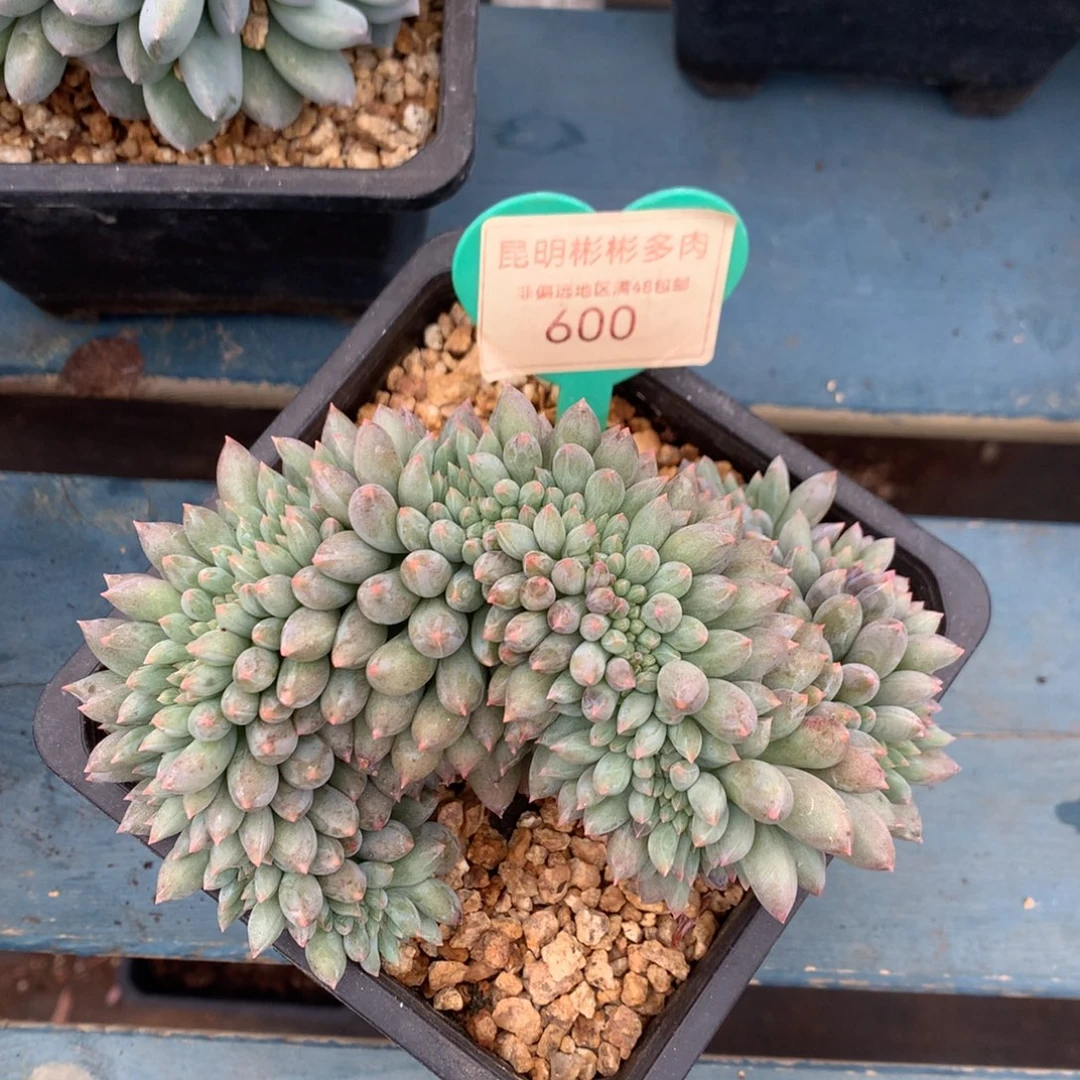 所罗门缀化一物一拍600