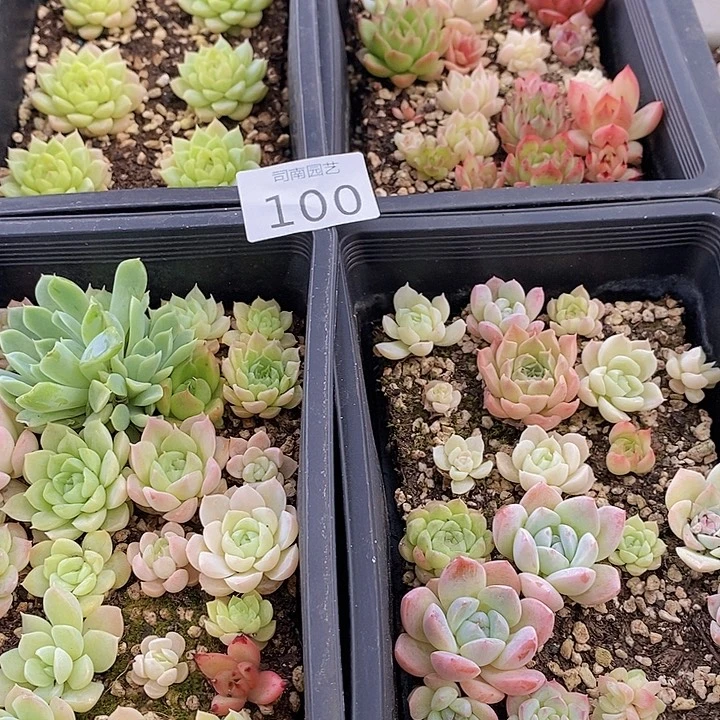 100 多肉植物盆栽花卉