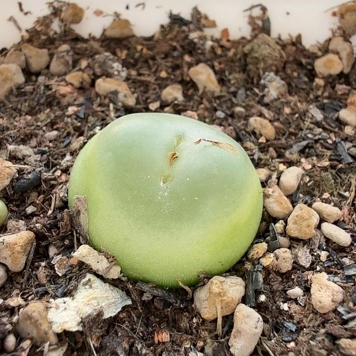21水泡多肉植物明照