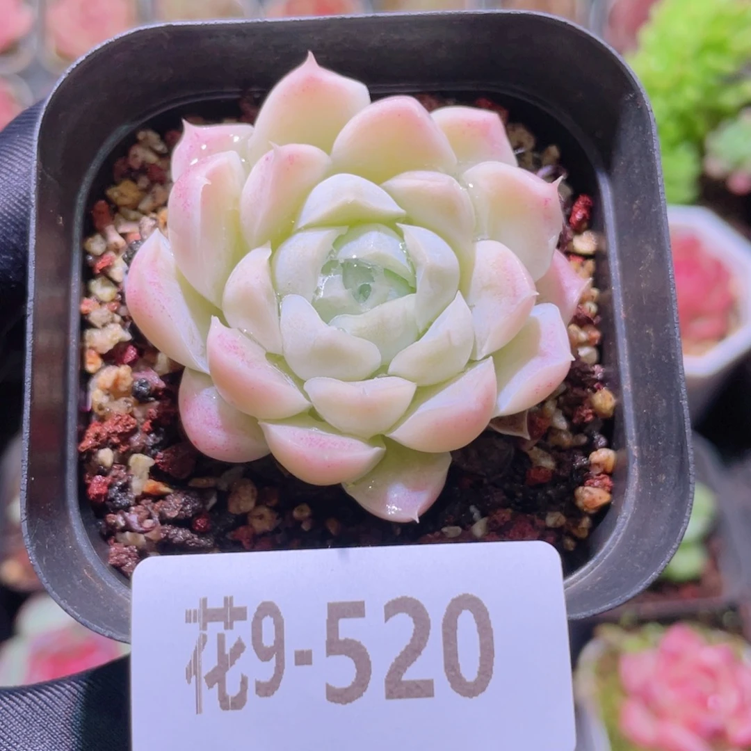 花利美9-520白月影