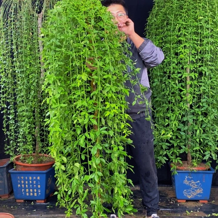 探春花，一物一拍，
