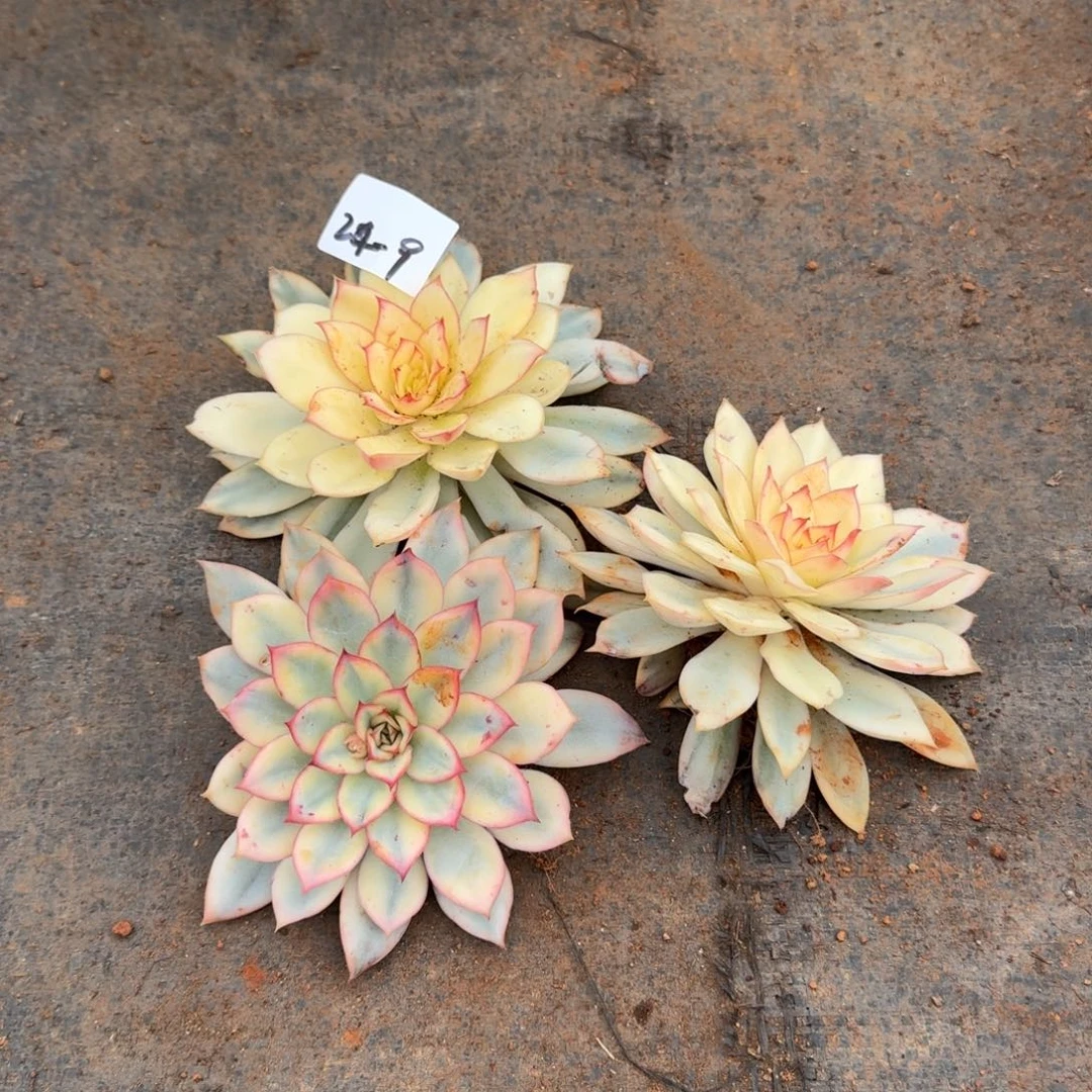 月光女神锦福伦一颗全的两颗量拍发货