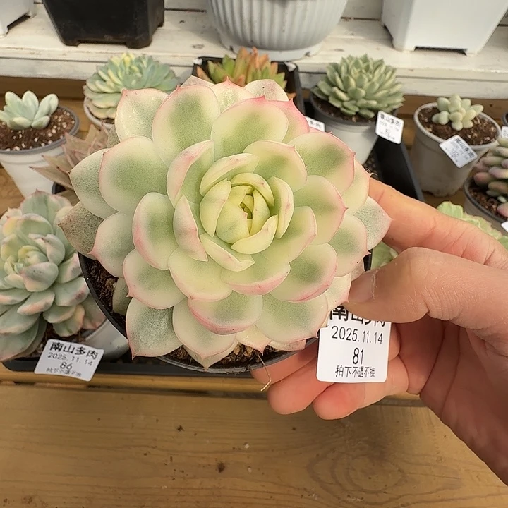 粉水晶锦111114-81