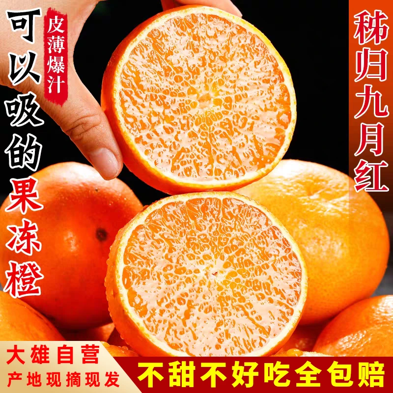 【大雄自营-京东包邮】湖北九月红果冻橙新鲜采摘产地发5斤/9斤脐橙