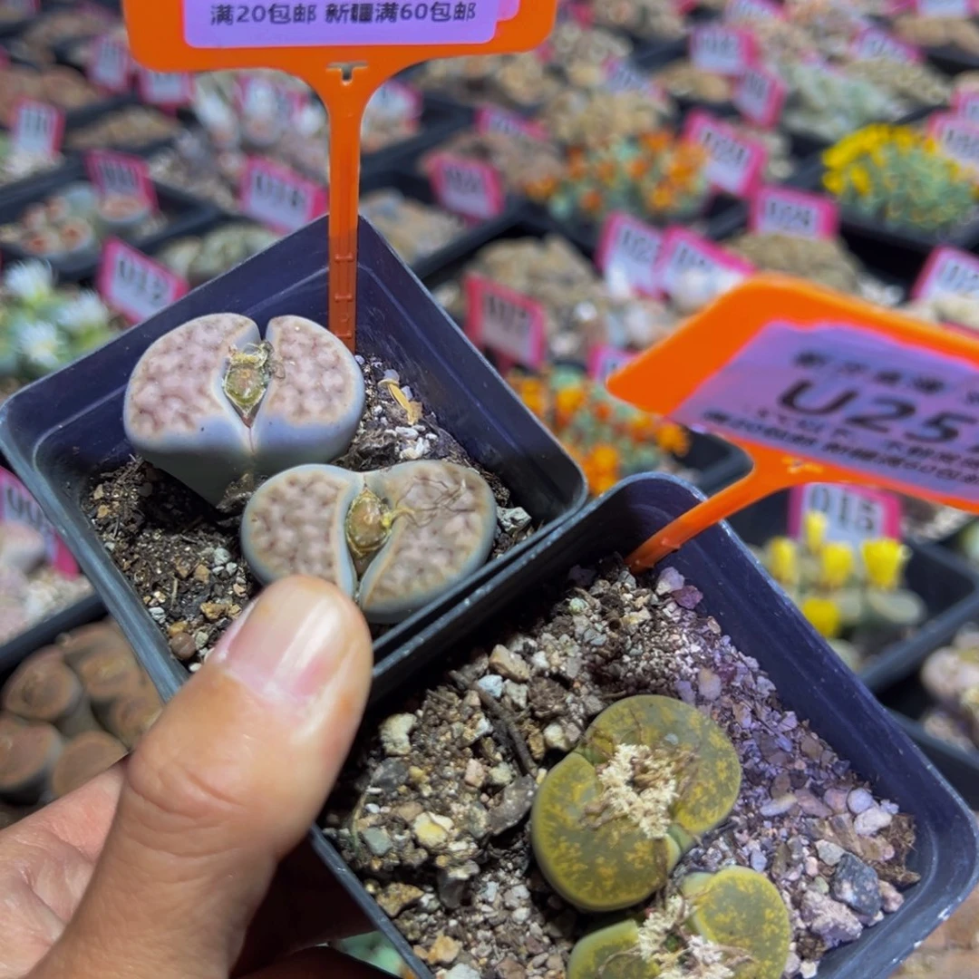 257.258 一物一拍，默认有伤，介意勿拍，不退不换