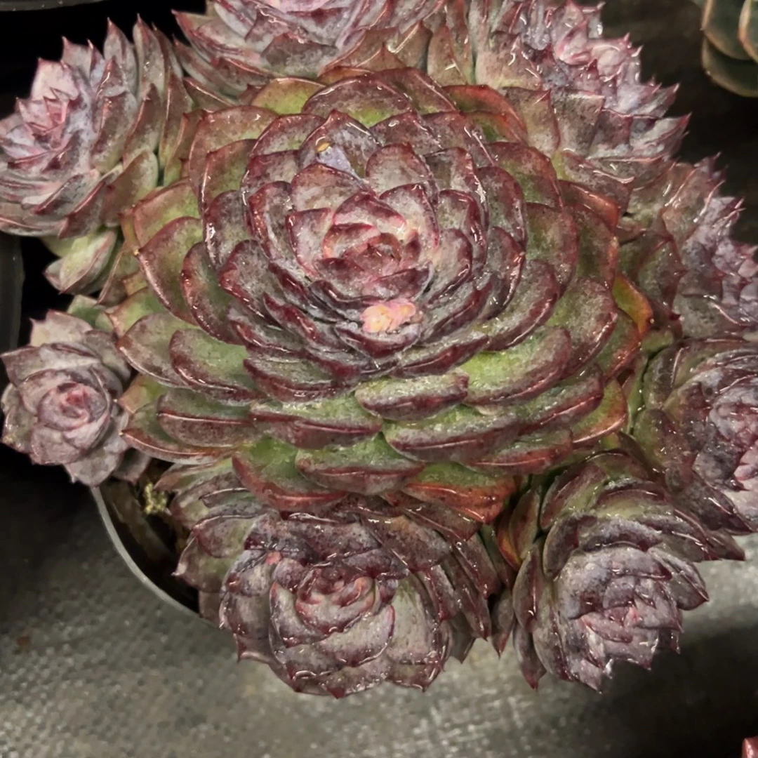 88888888888888888888888888888888