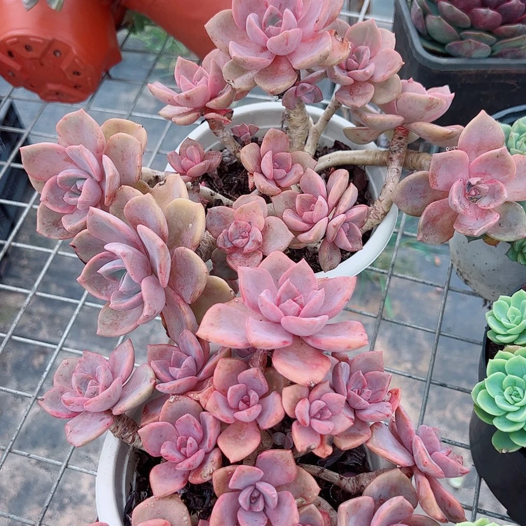彩虹糖多头群生老桩