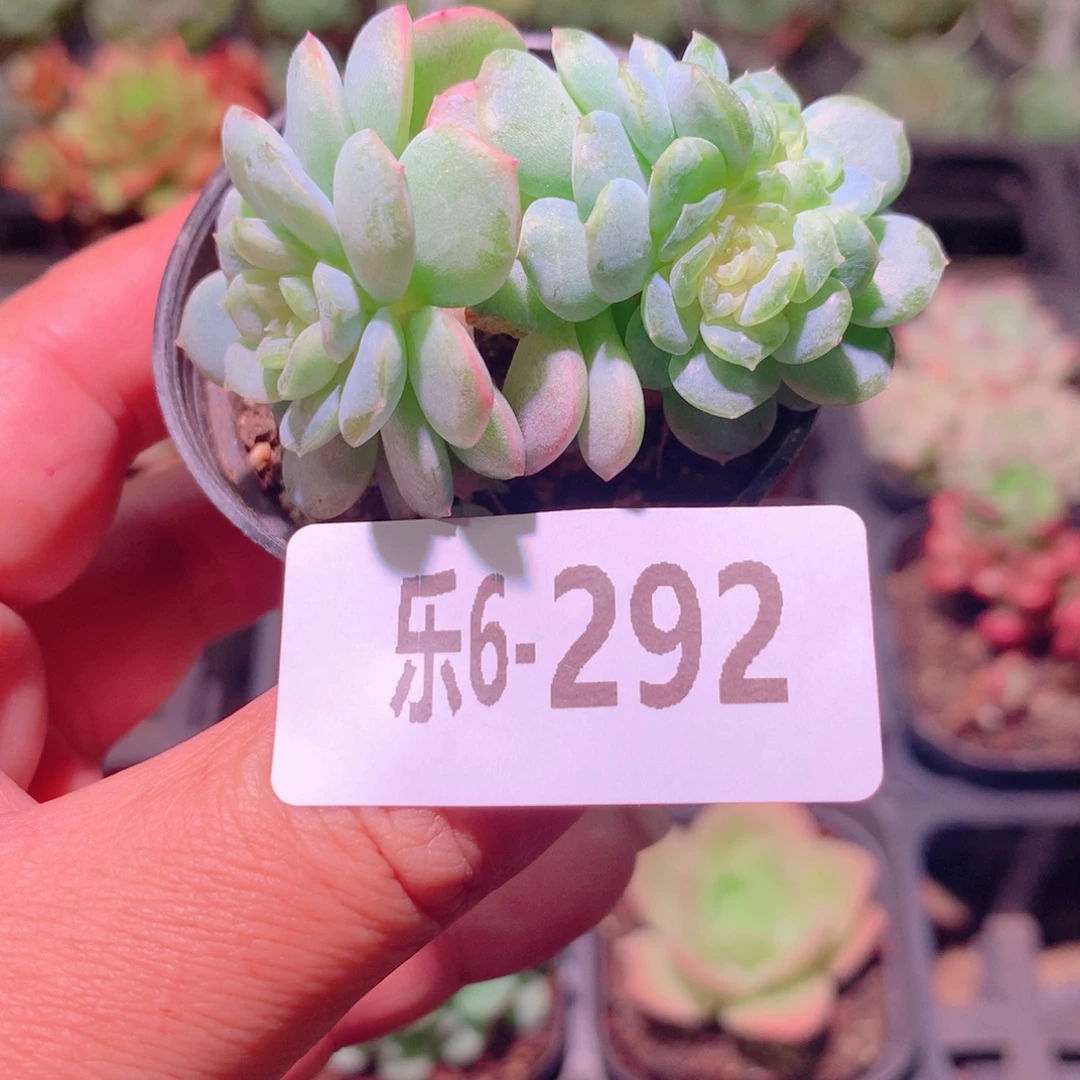 乐然6-292 新品群