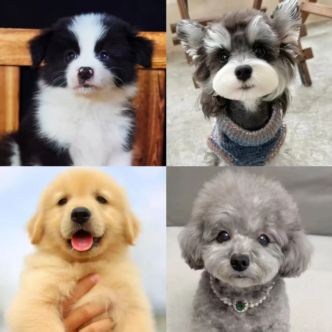 （德阳犬业）T 狗狗活体