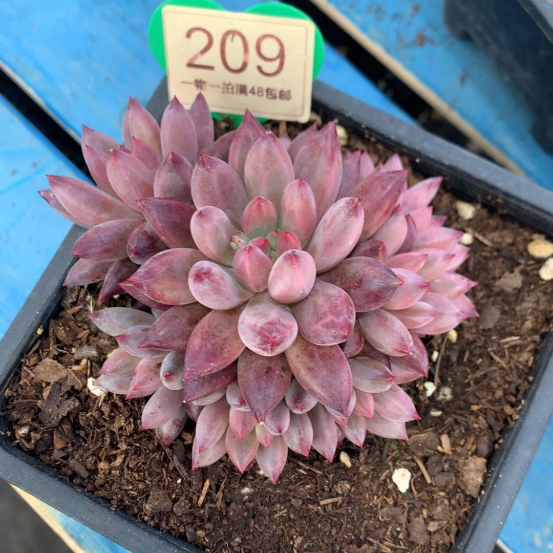 紫体虞美人9头开播福利