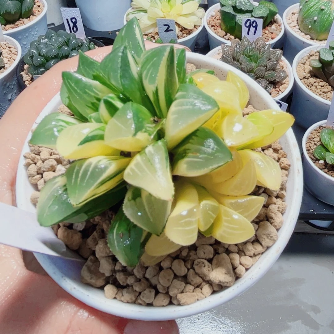 姬寿锦多肉植物6666