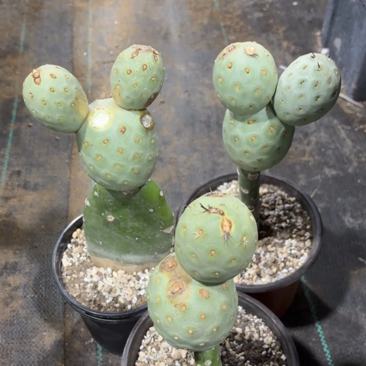 一***。三颗白皮洞洞习志野一起