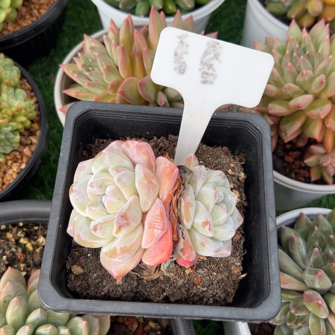 冰玉多肉嘻嘻嘻嘻哈哈