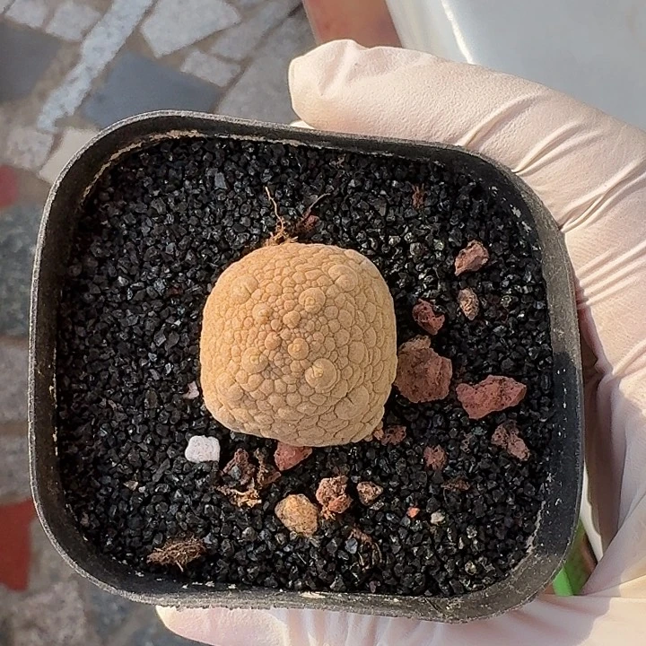 太****2凝蹄玉仙人球123