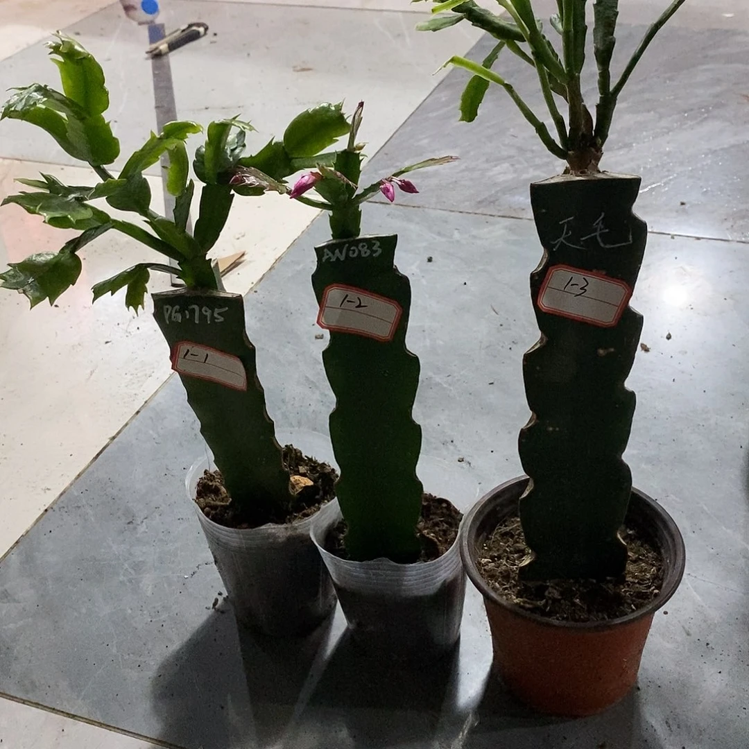 (***）完全开放蟹爪兰盆栽苗3颗-1号