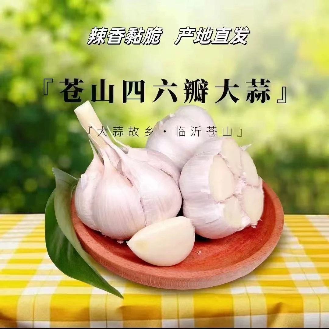 当季新蒜四六瓣农家自种正宗苍山大蒜蒜香浓郁纯正可吃可种
